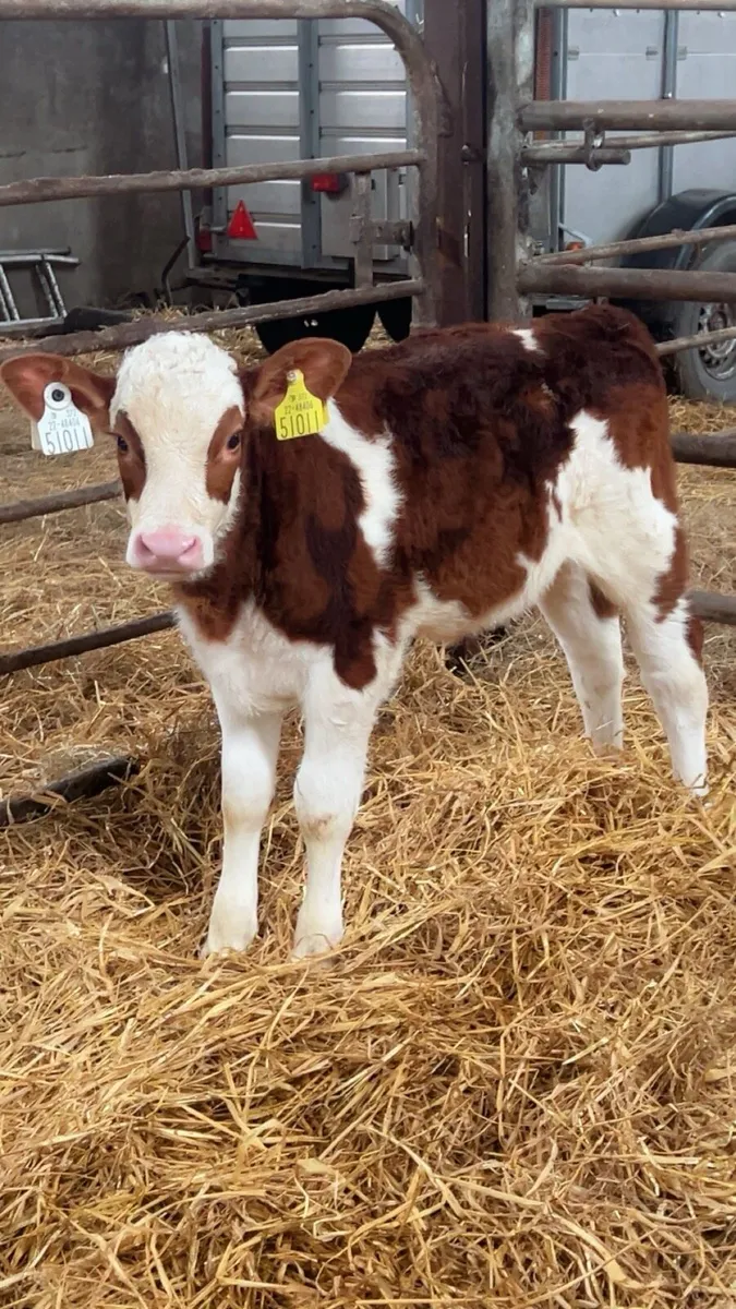OUTSTANDING RED SIMMENTAL Cow Maker - Image 1