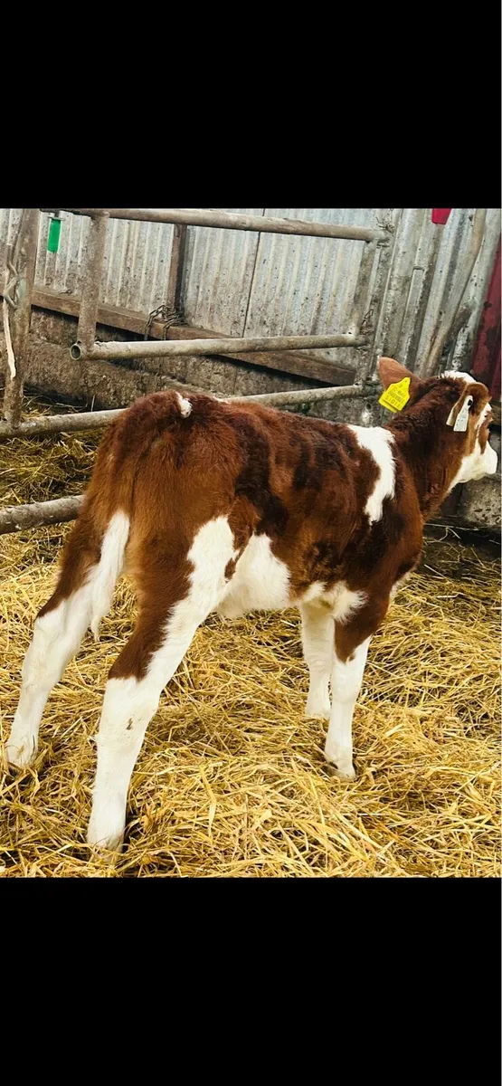 OUTSTANDING RED SIMMENTAL Cow Maker - Image 2