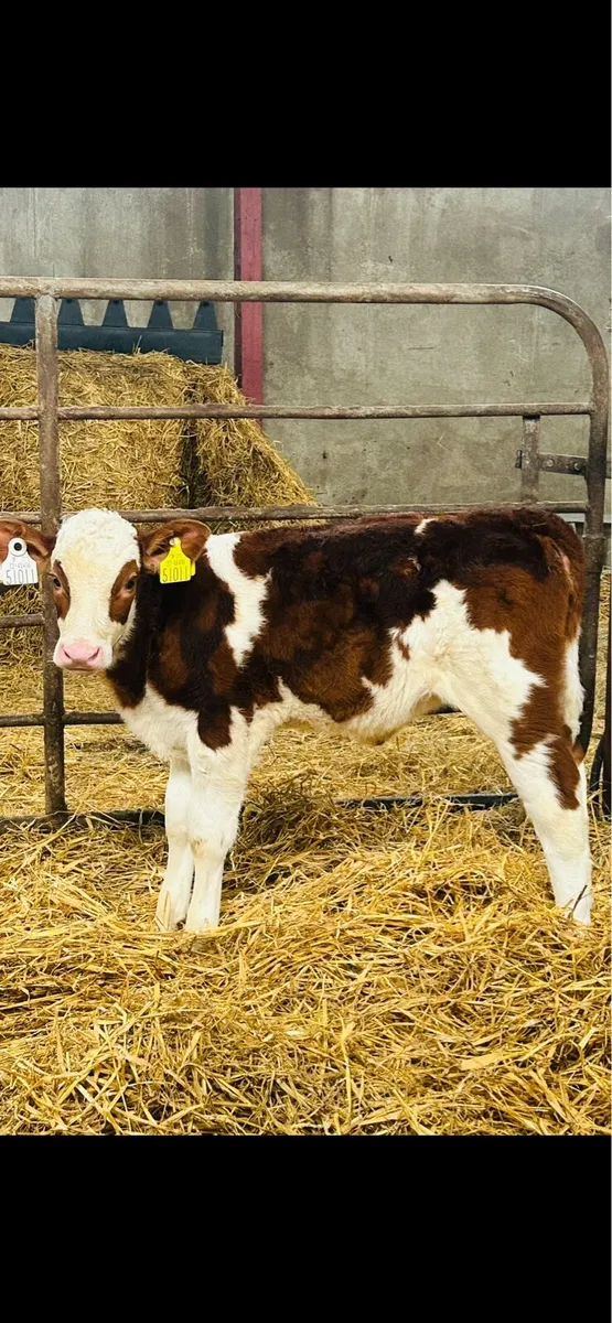 OUTSTANDING RED SIMMENTAL Cow Maker - Image 3