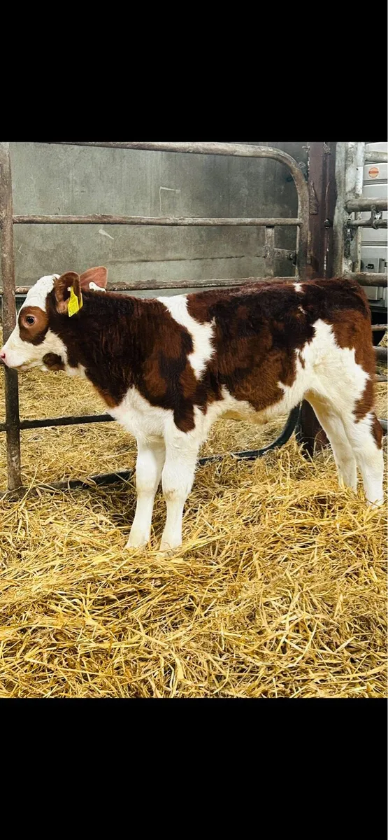 OUTSTANDING RED SIMMENTAL Cow Maker - Image 4