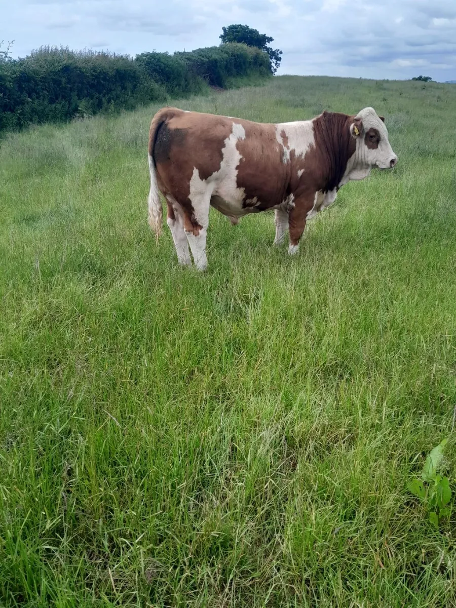 Pedigree Simmental Bull - Image 4