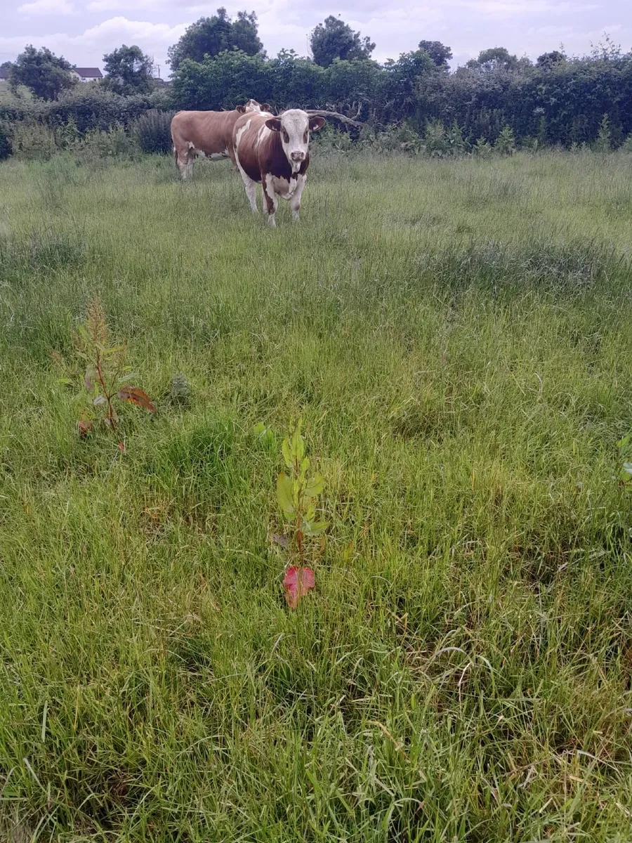 Pedigree Simmental Bull - Image 2