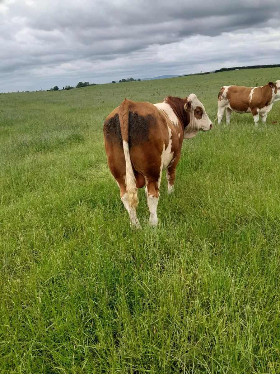 Pedigree Simmental Bull - Image 3