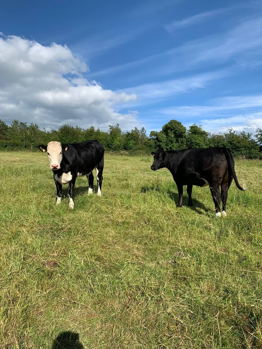 2 Heifers - Image 1