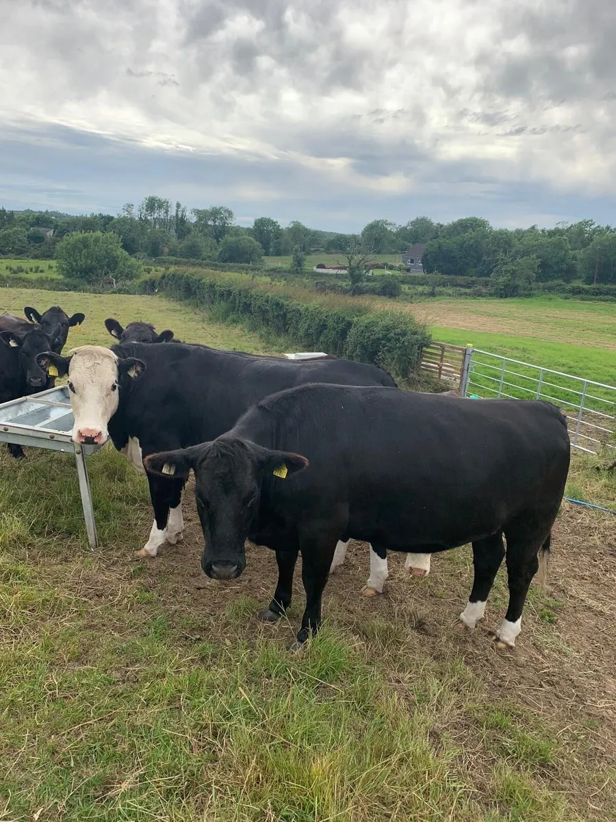 2 Heifers - Image 2