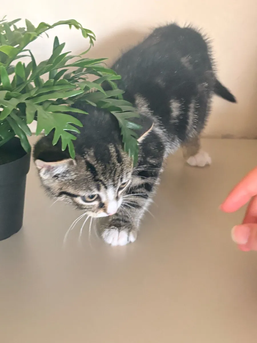 Female Tabby & White Kitten - Image 2
