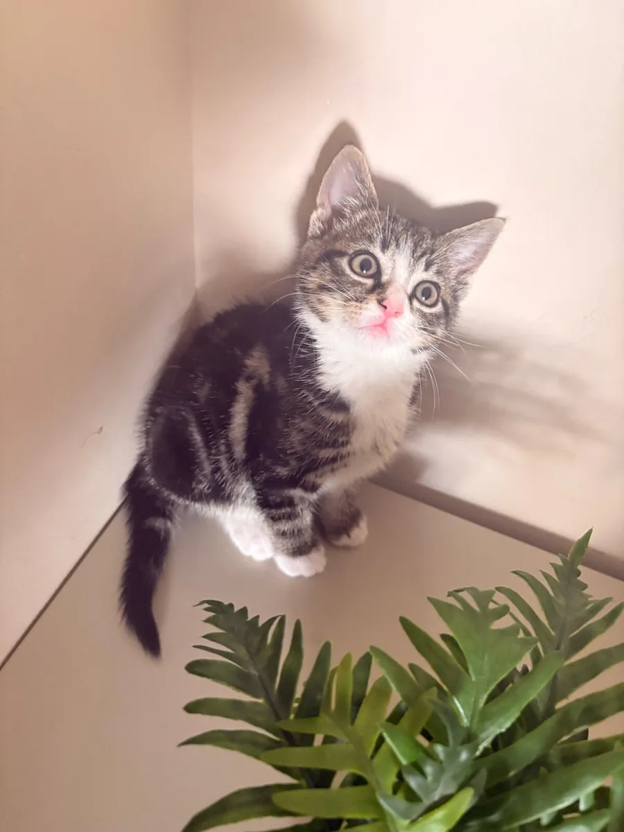 Female Tabby & White Kitten - Image 1