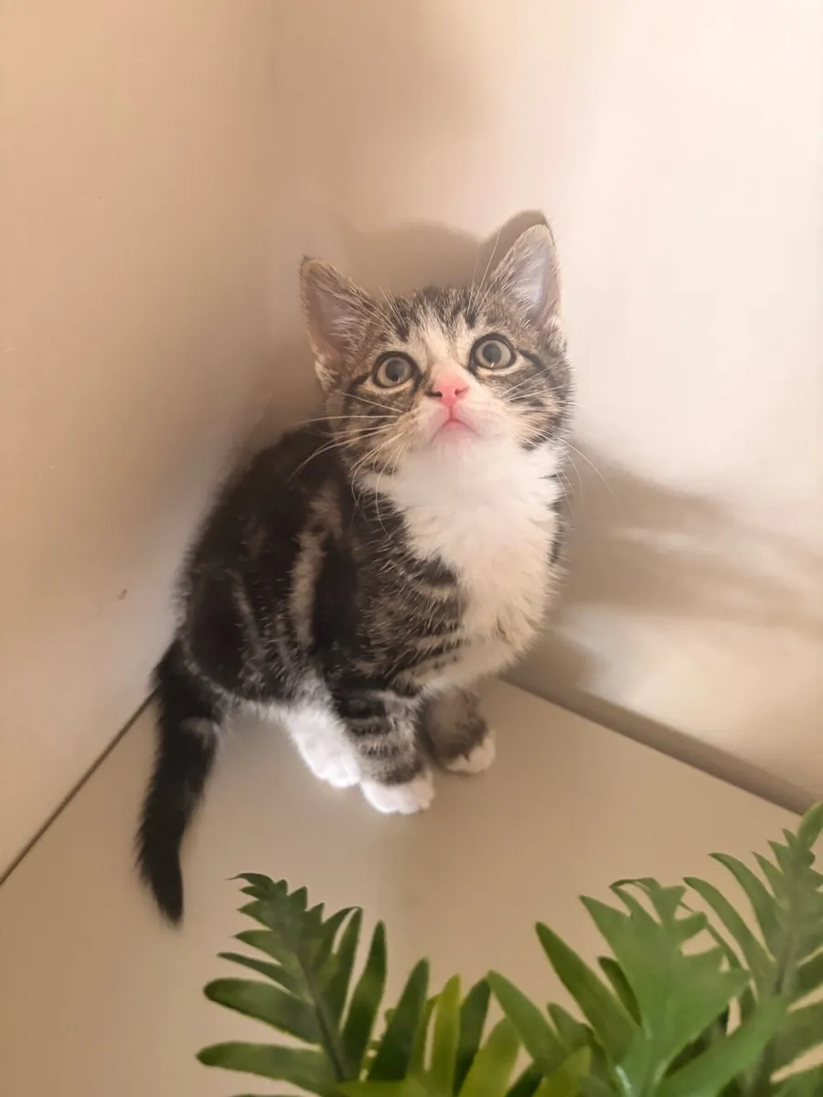 Female Tabby & White Kitten - Image 3