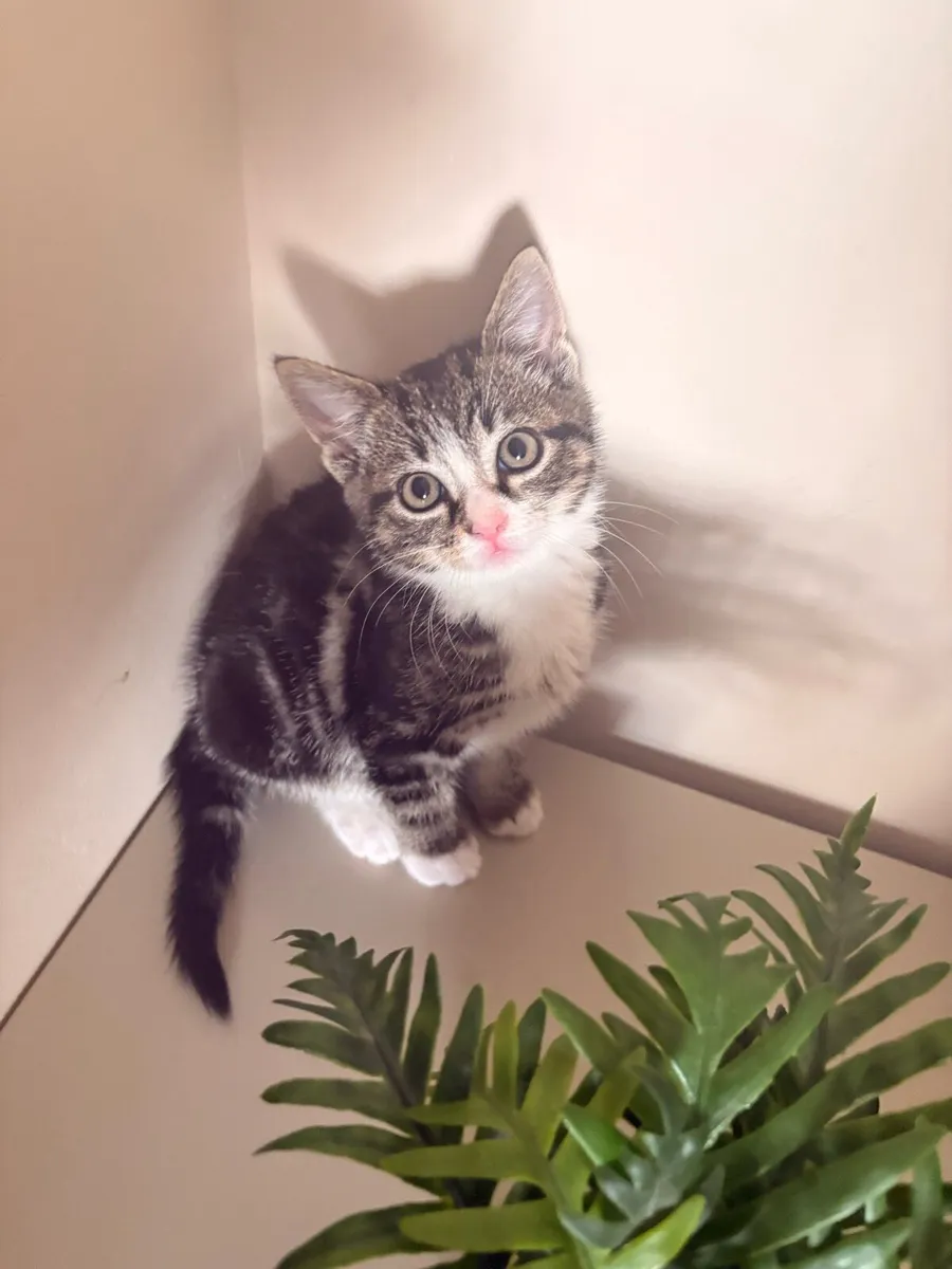 Female Tabby & White Kitten - Image 4