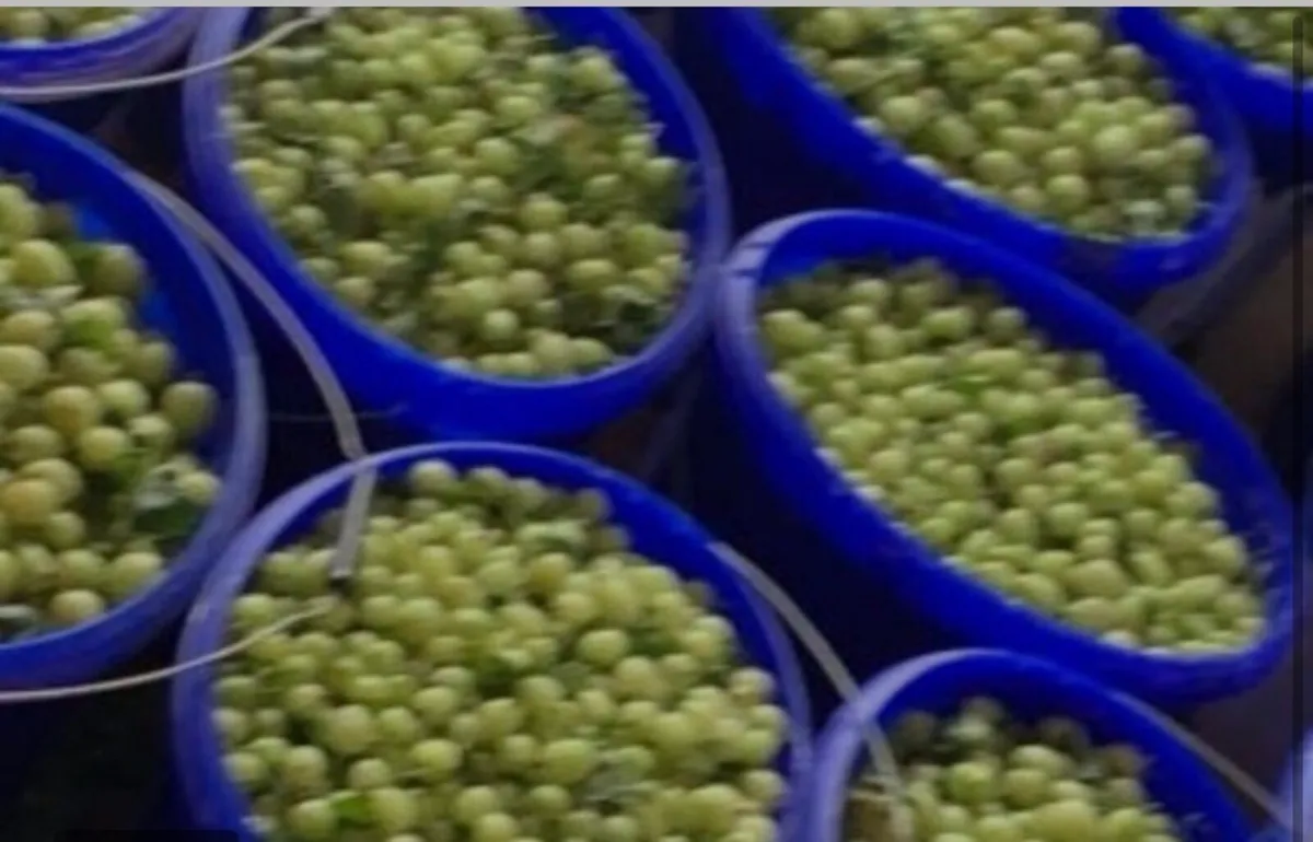 Gooseberries