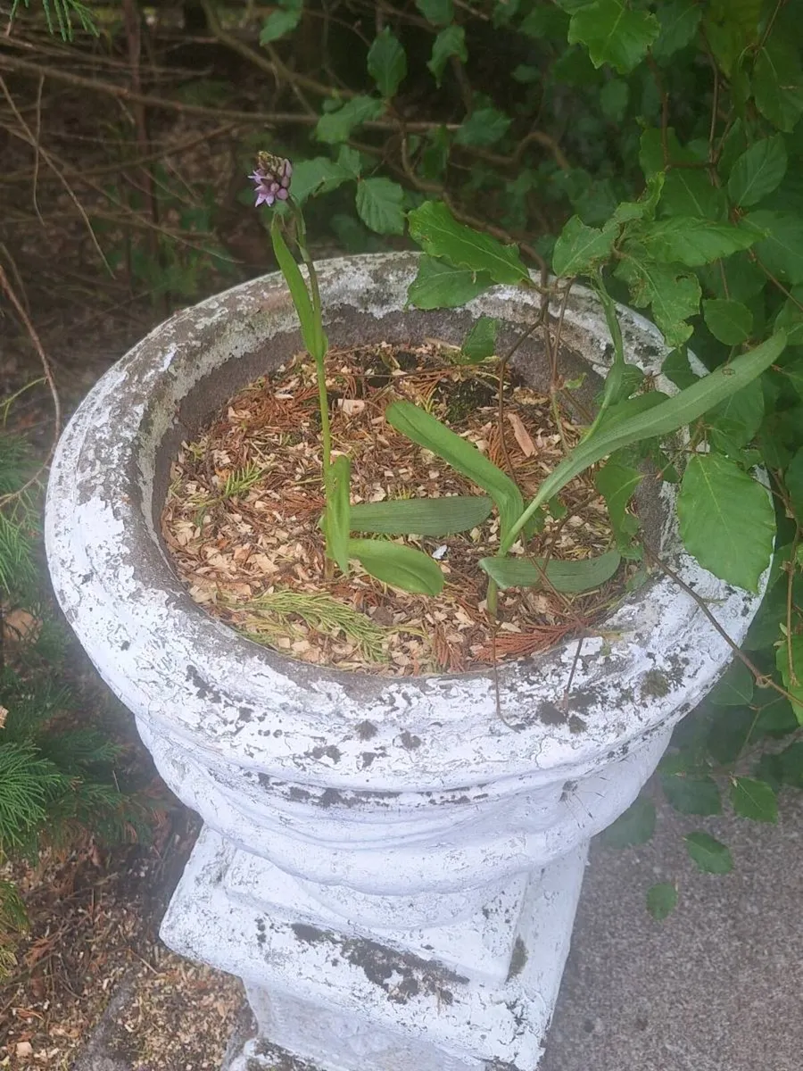 Garden Urns - Image 2