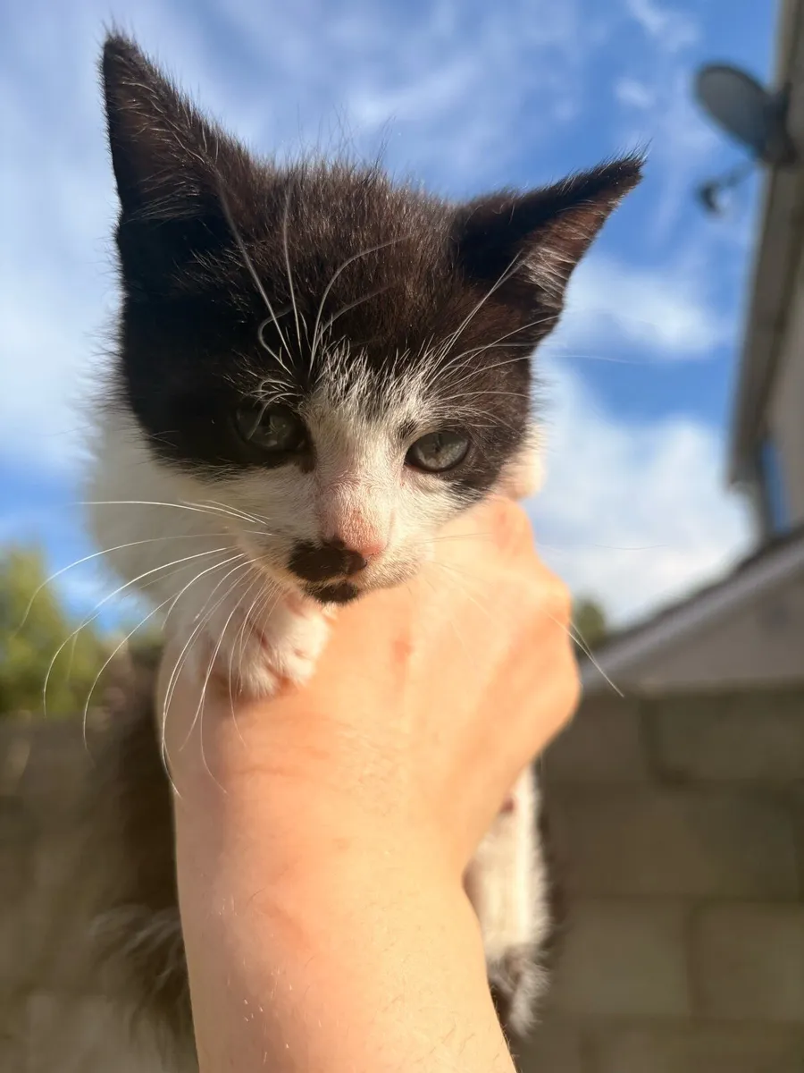 Kitten - Image 1