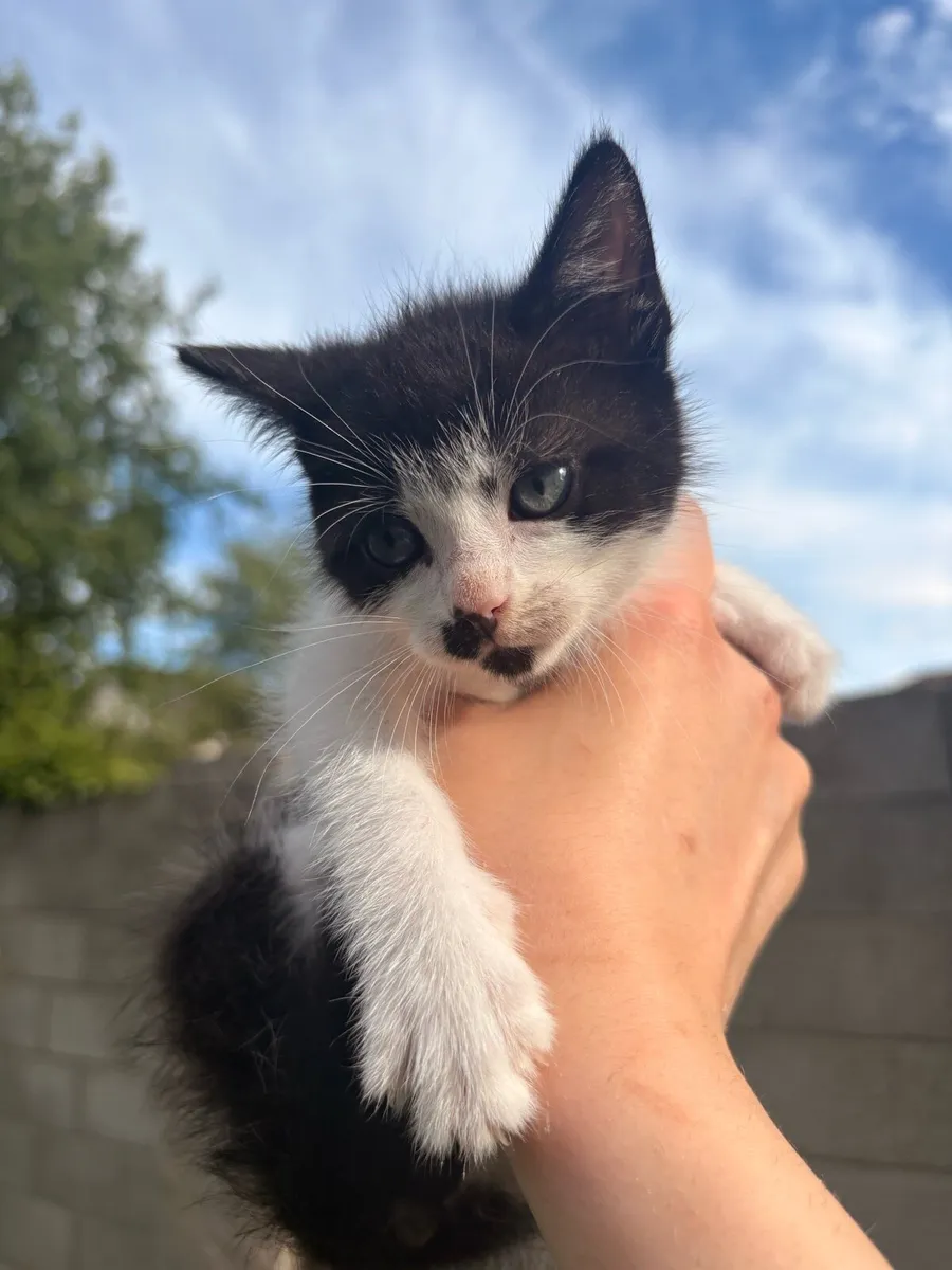 Kitten - Image 4