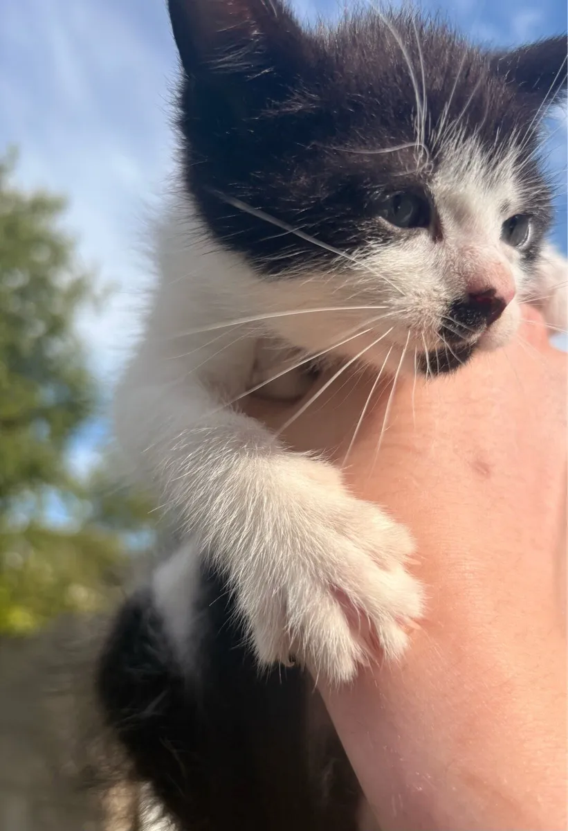 Kitten - Image 2