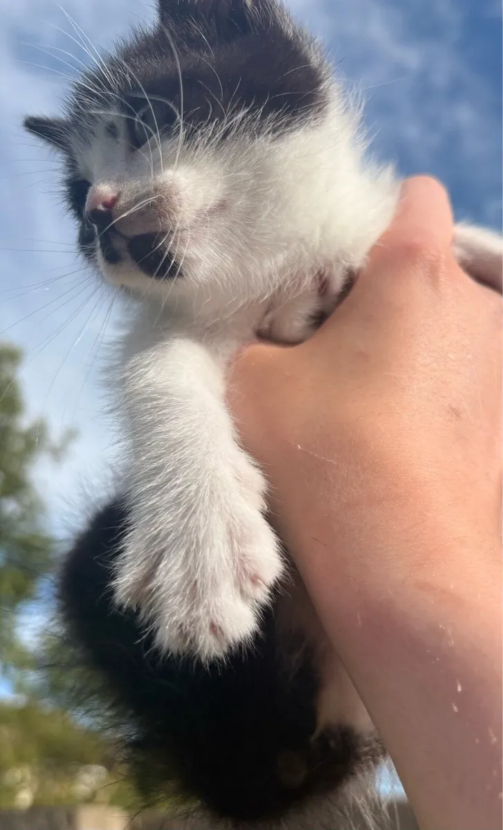 Kitten - Image 3