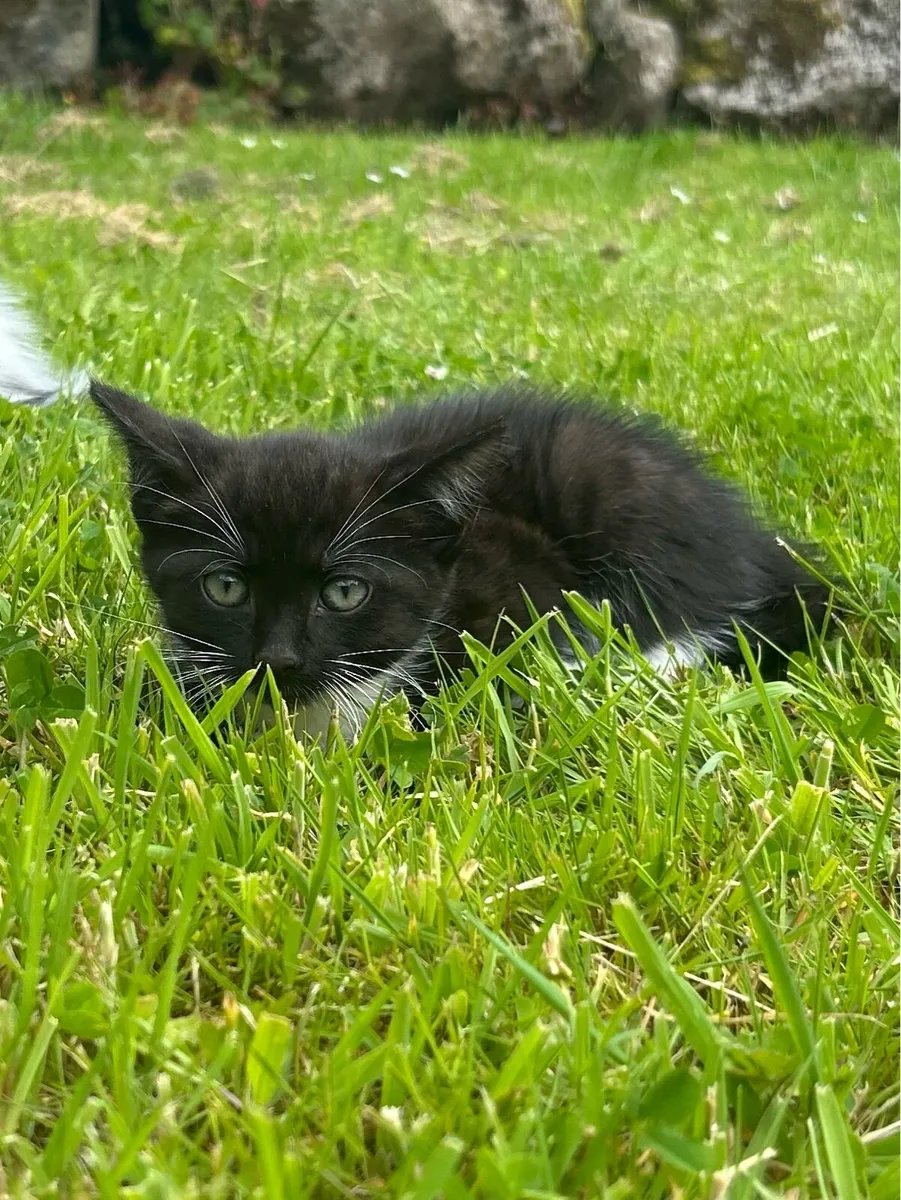 Beautiful Farm-Reared Kittens Ready for New Homes! - Image 2