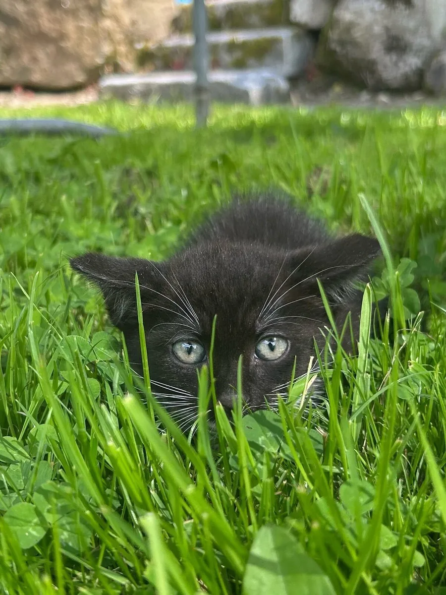Beautiful Farm-Reared Kittens Ready for New Homes! - Image 3