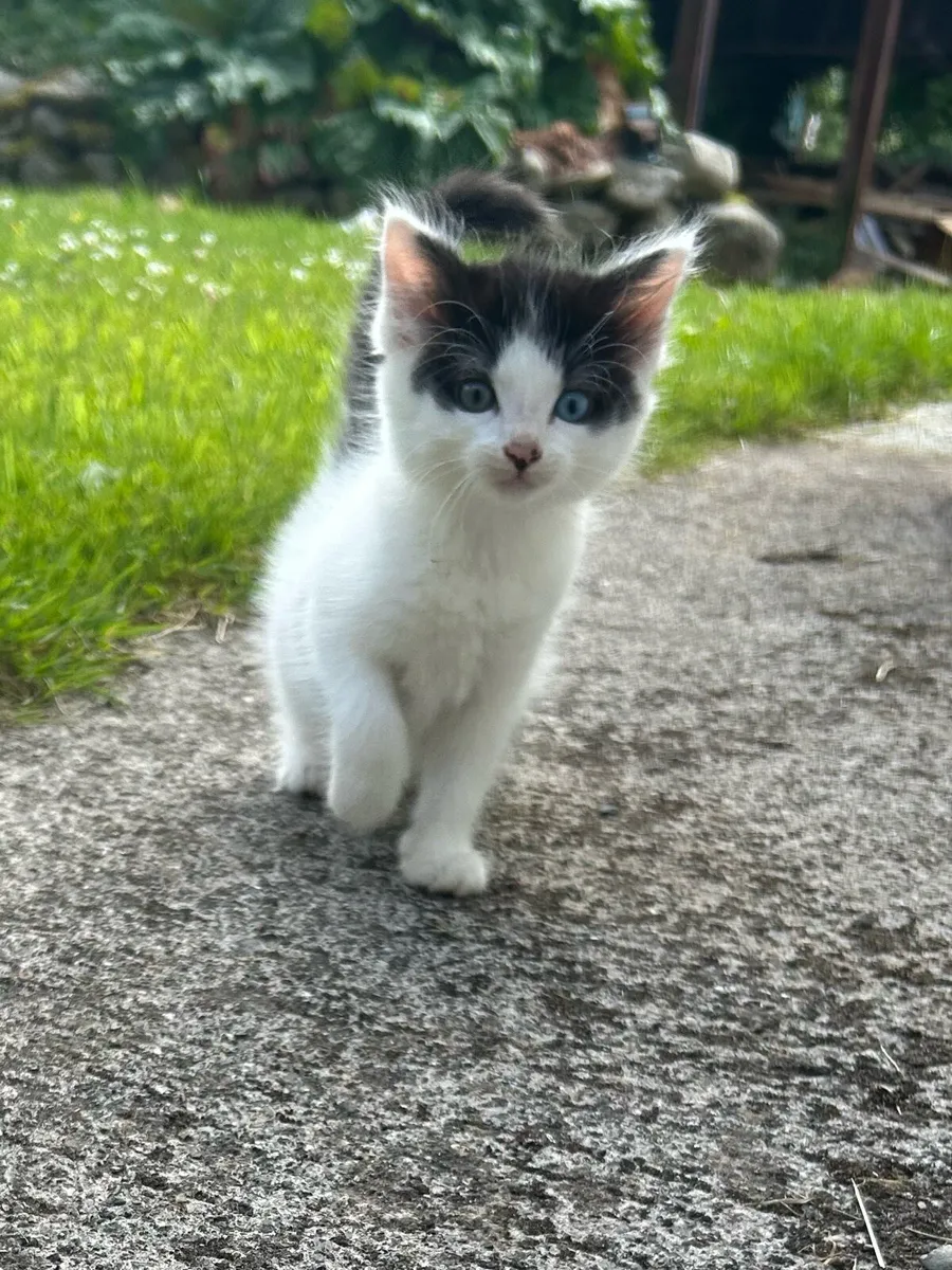 Beautiful Farm-Reared Kittens Ready for New Homes! - Image 1
