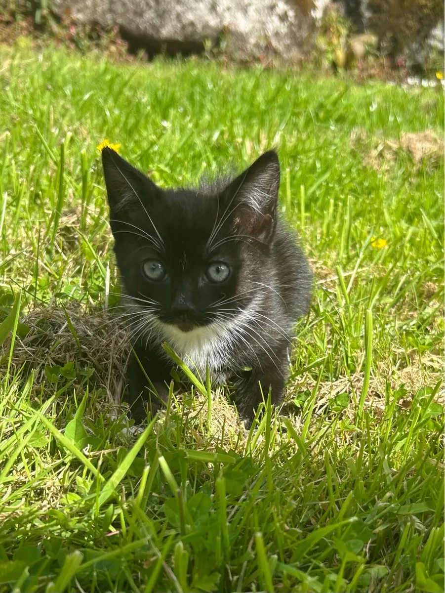 Beautiful Farm-Reared Kittens Ready for New Homes! - Image 4