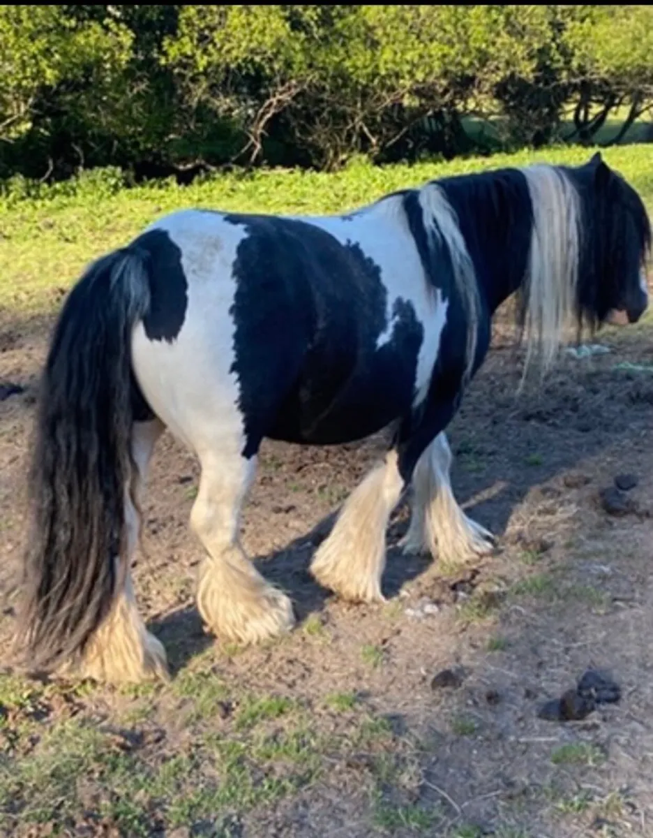 Horse - Image 1