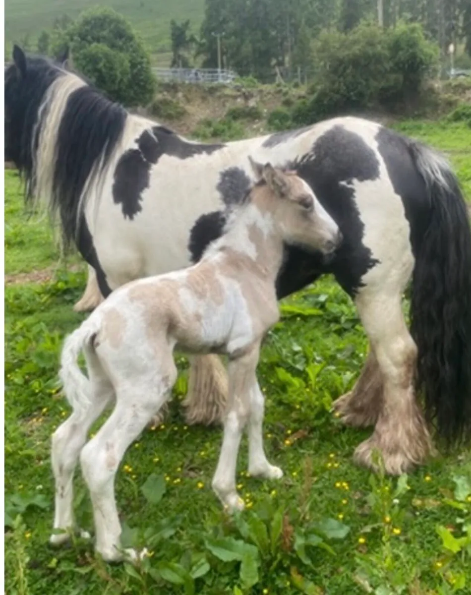 Horse - Image 2