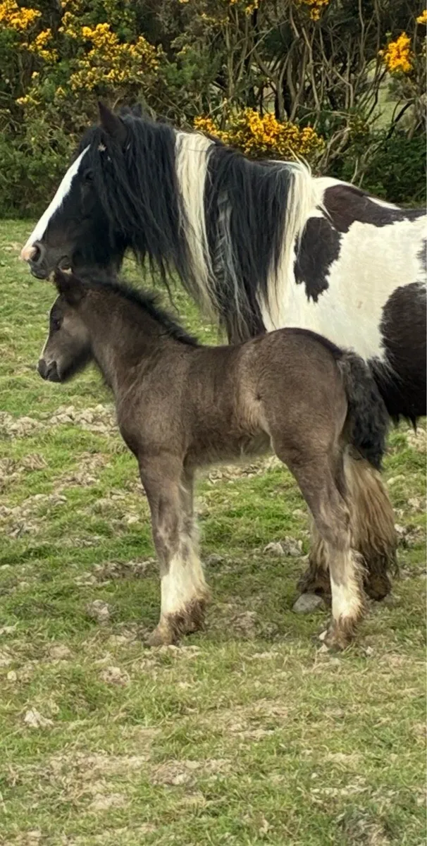 Horse - Image 3