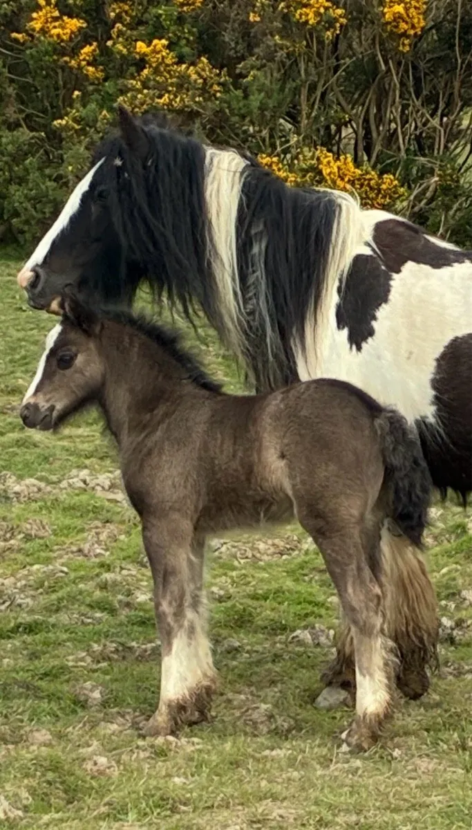 Horse - Image 4