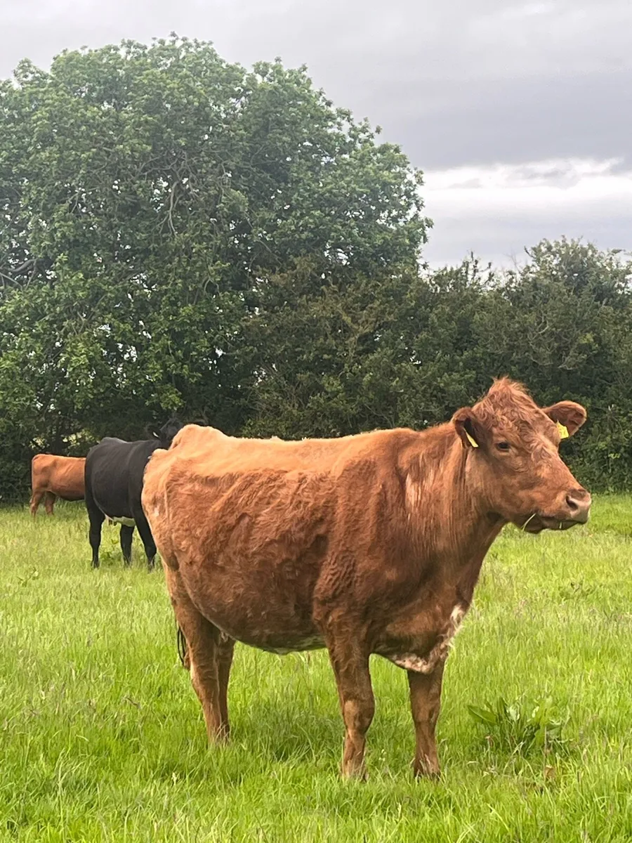 CFU & restricted cattle