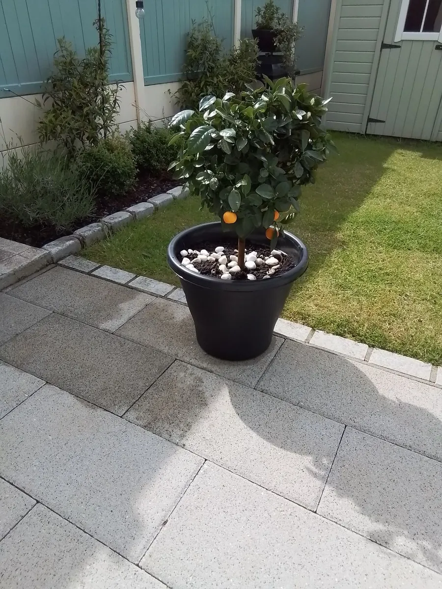 3ft orange plant