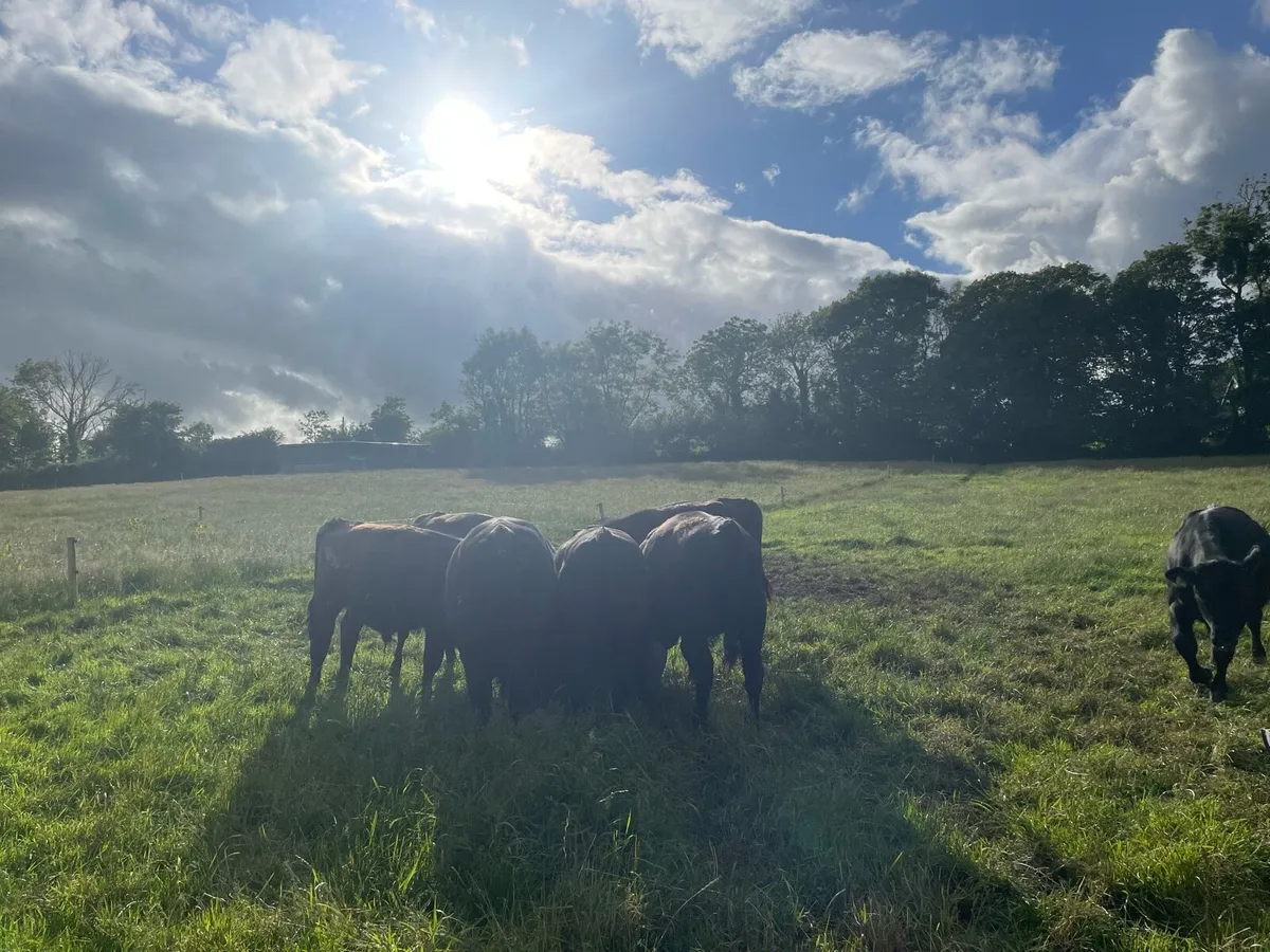 Angus weanling bulls and heifers - Image 1