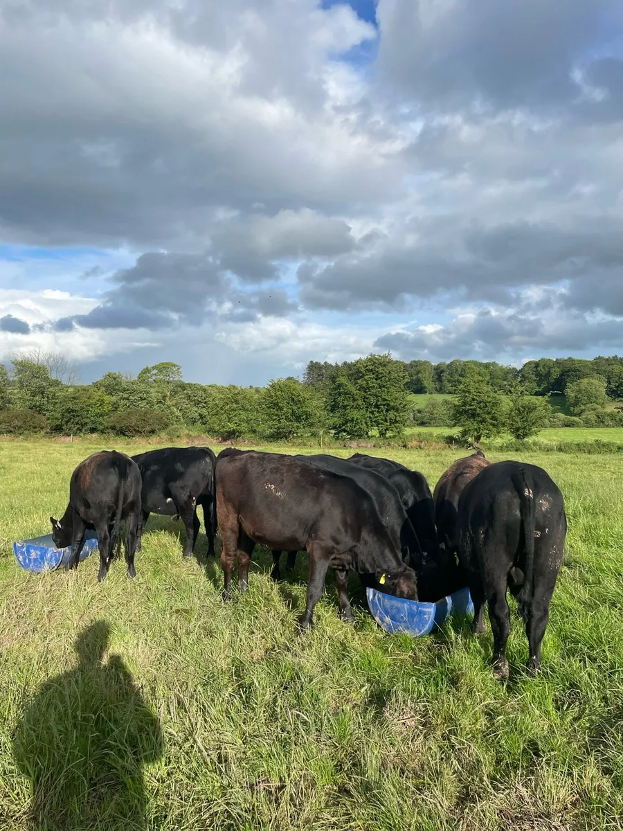 Angus weanling bulls and heifers - Image 2