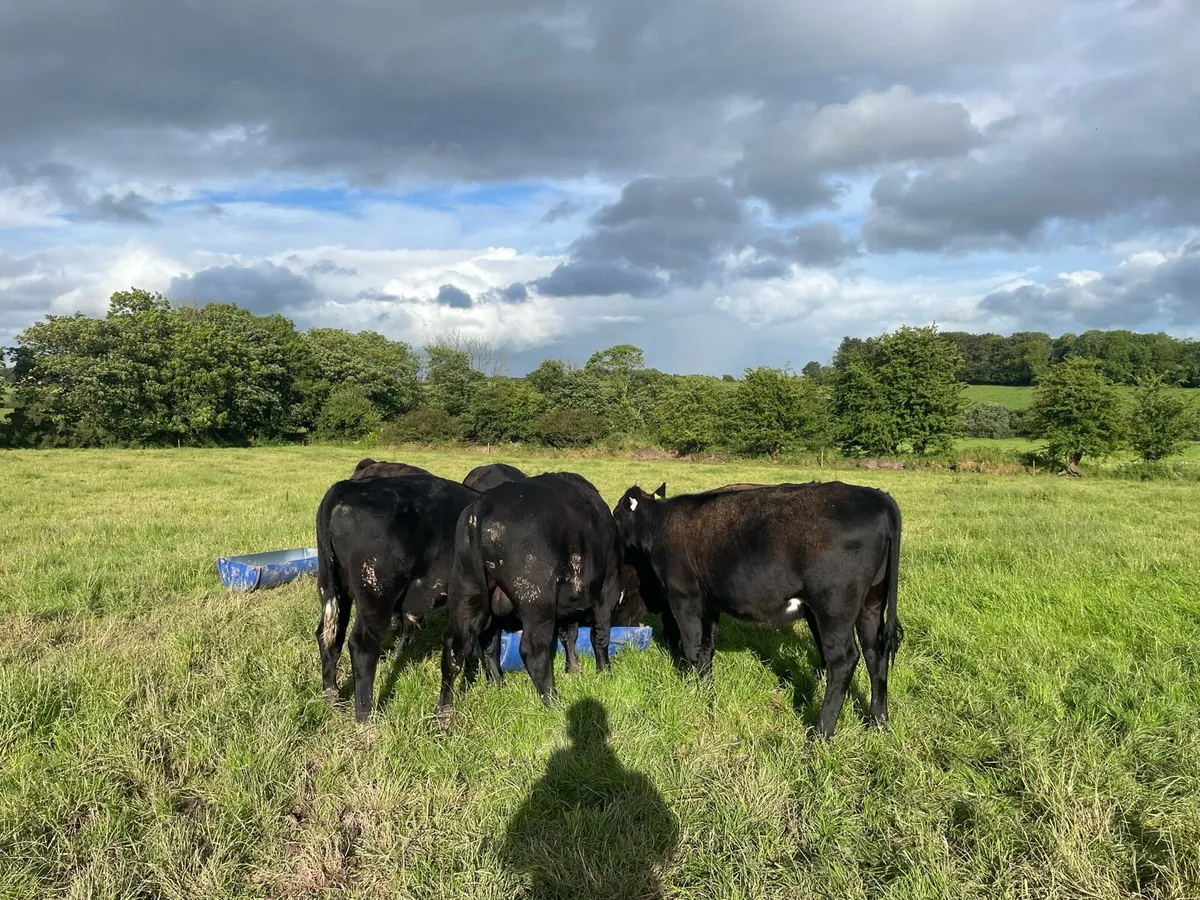 Angus weanling bulls and heifers - Image 3