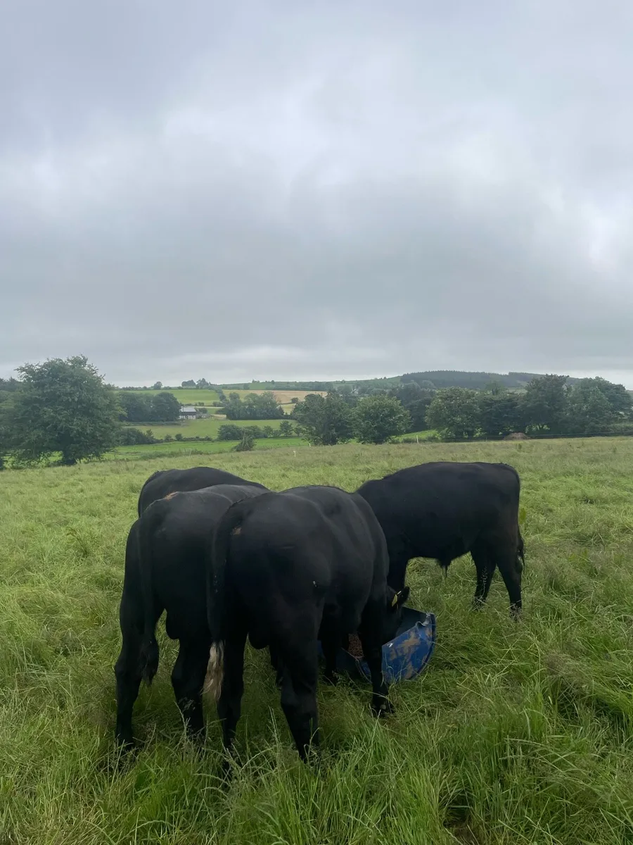 Angus weanling bulls and heifers - Image 4