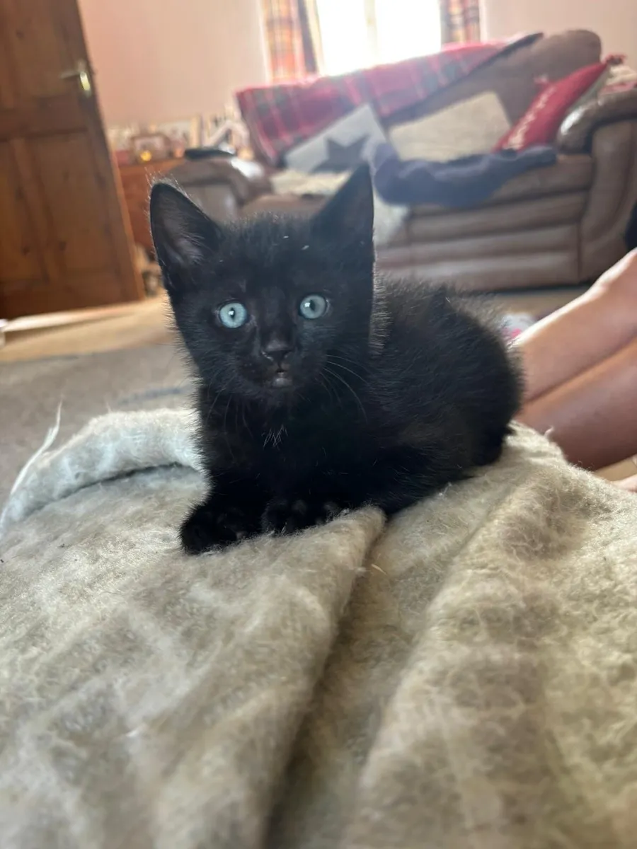 Kittens - Image 1