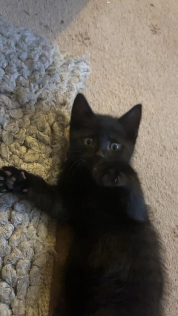 Kittens - Image 2