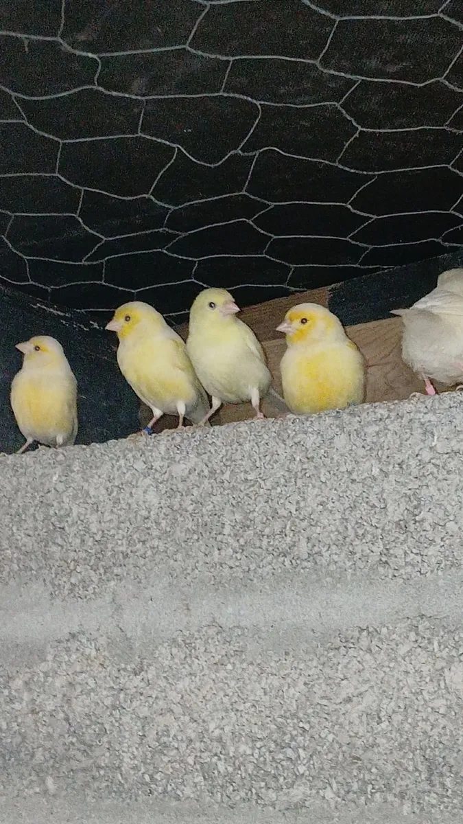 yellow canaries - Image 2