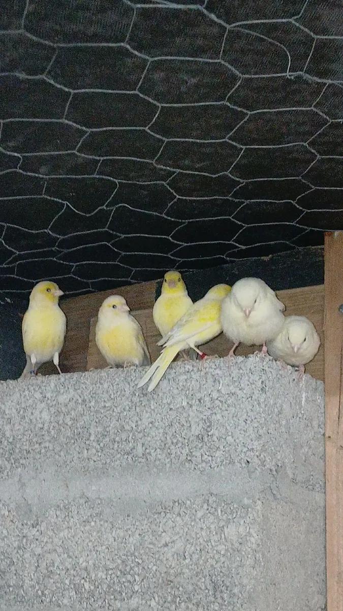 yellow canaries - Image 1