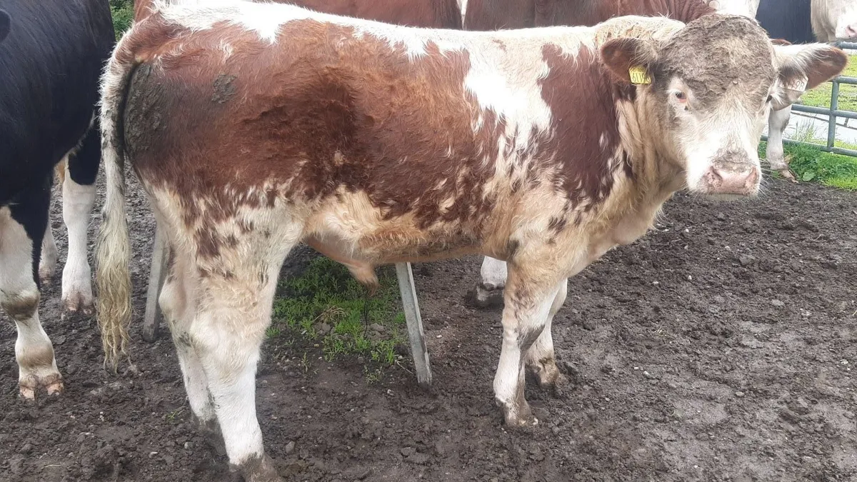 Roan weanling bull for sale - Image 1