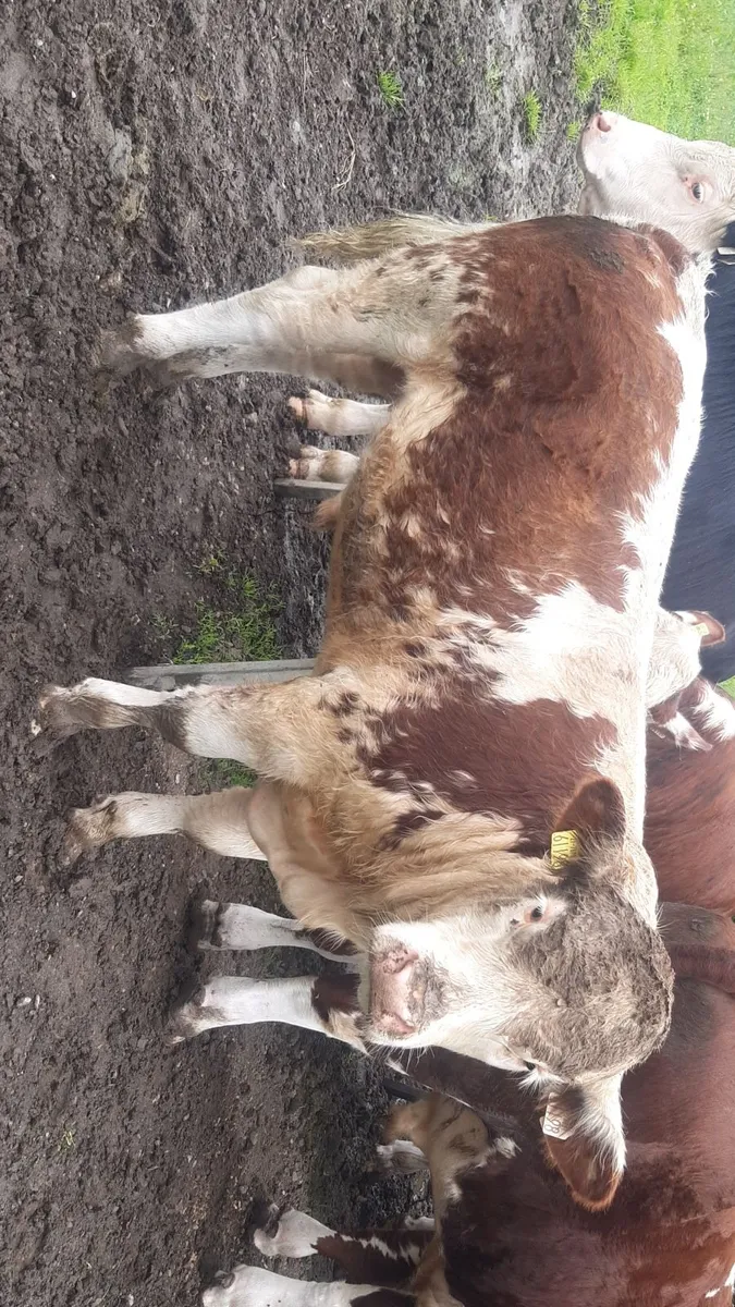 Roan weanling bull for sale - Image 2