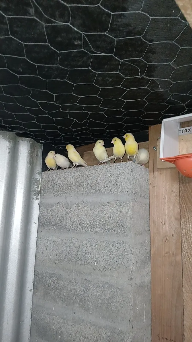 yellow canaries - Image 4