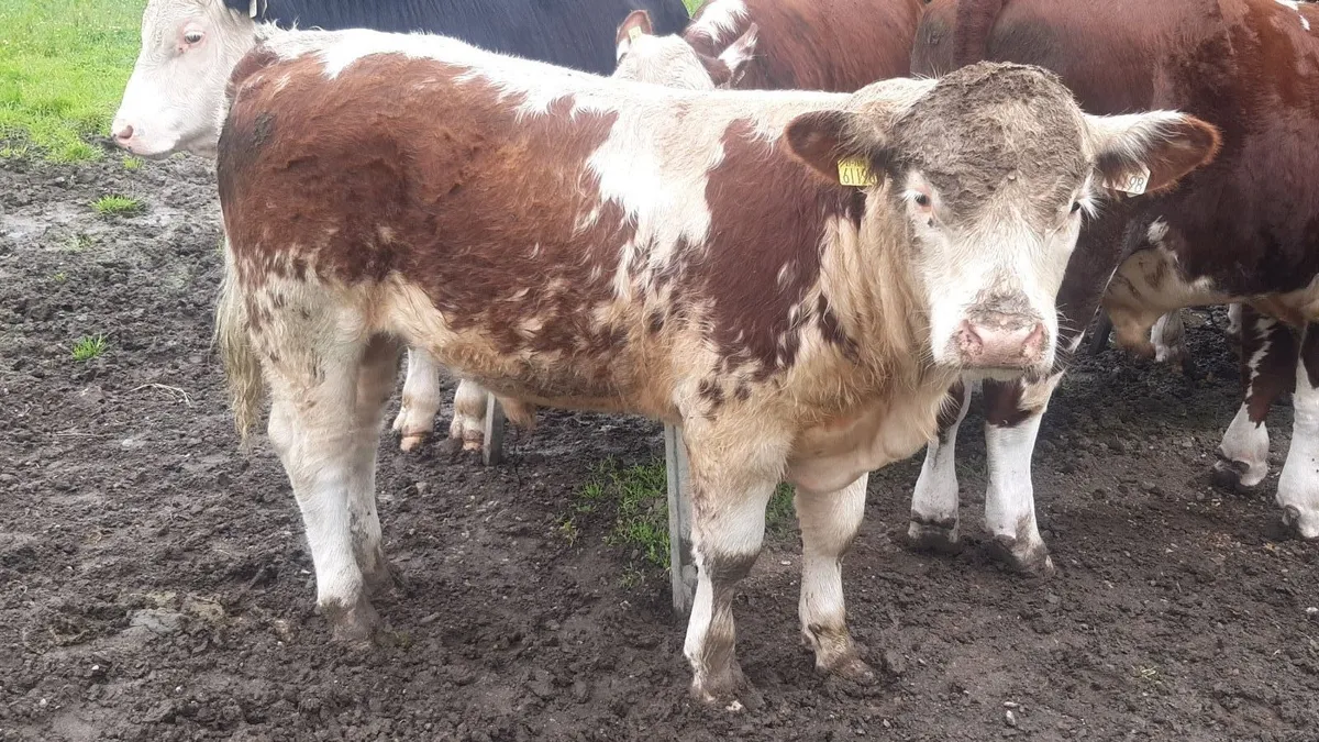 Roan weanling bull for sale - Image 3