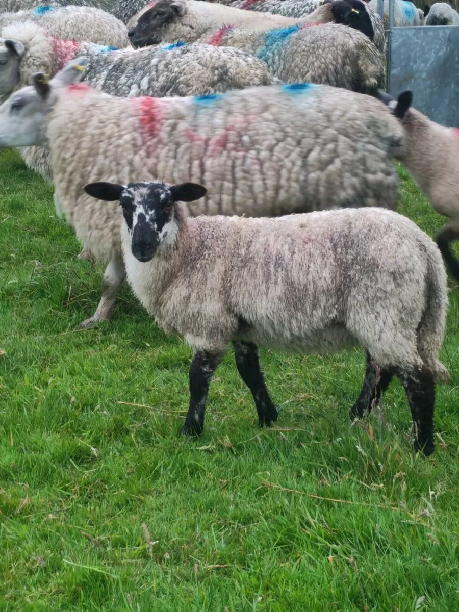Suffolk/mule lambs - Image 1