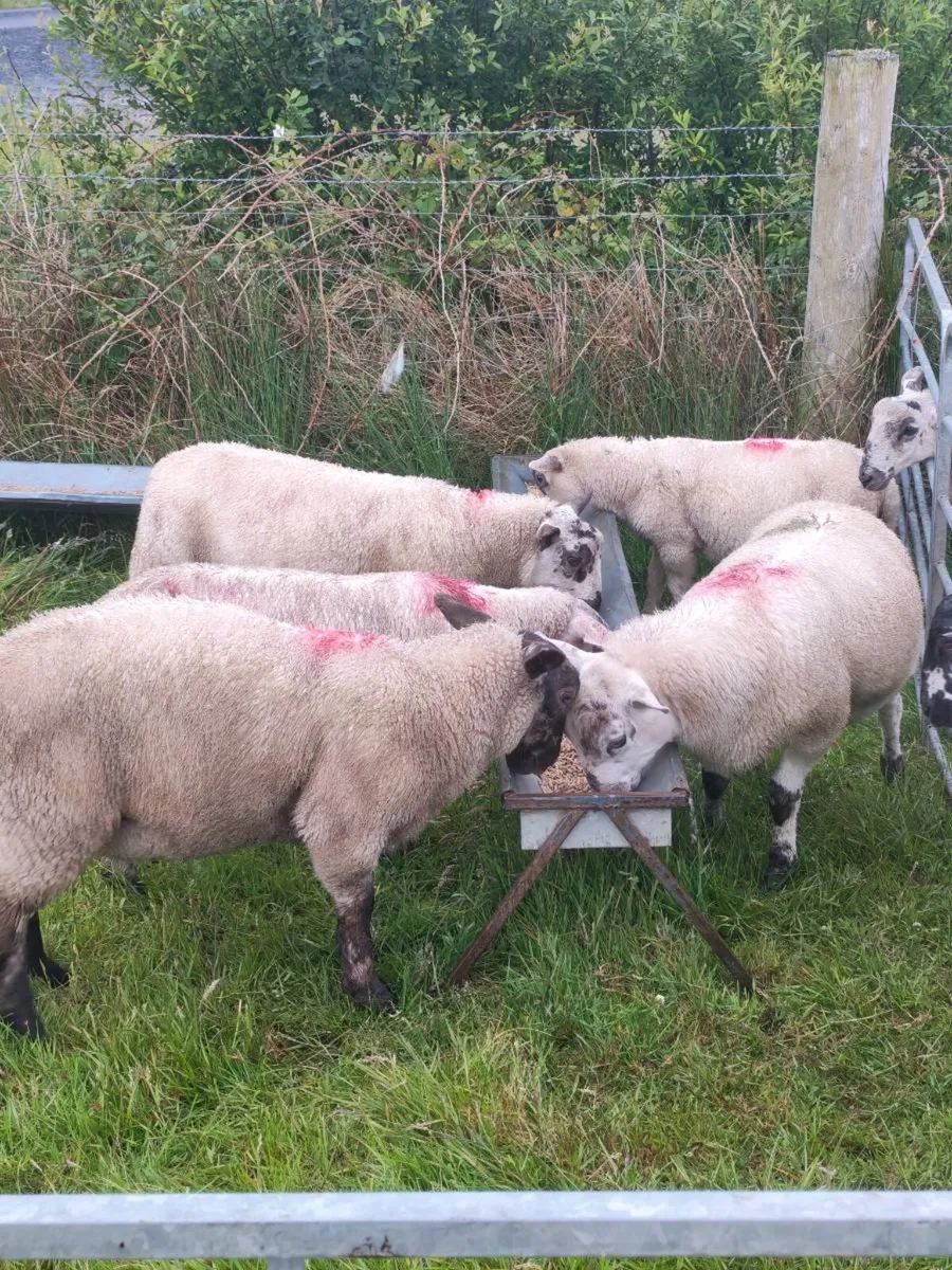 Suffolk/mule lambs - Image 4