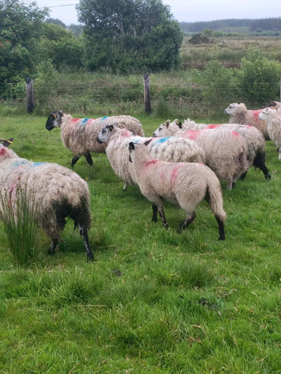 Suffolk/mule lambs - Image 2