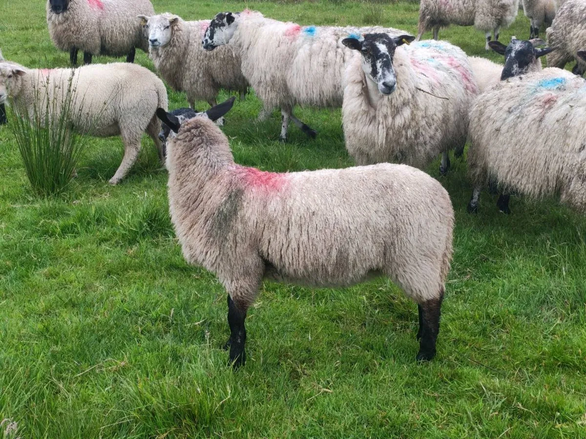 Suffolk/mule lambs - Image 3