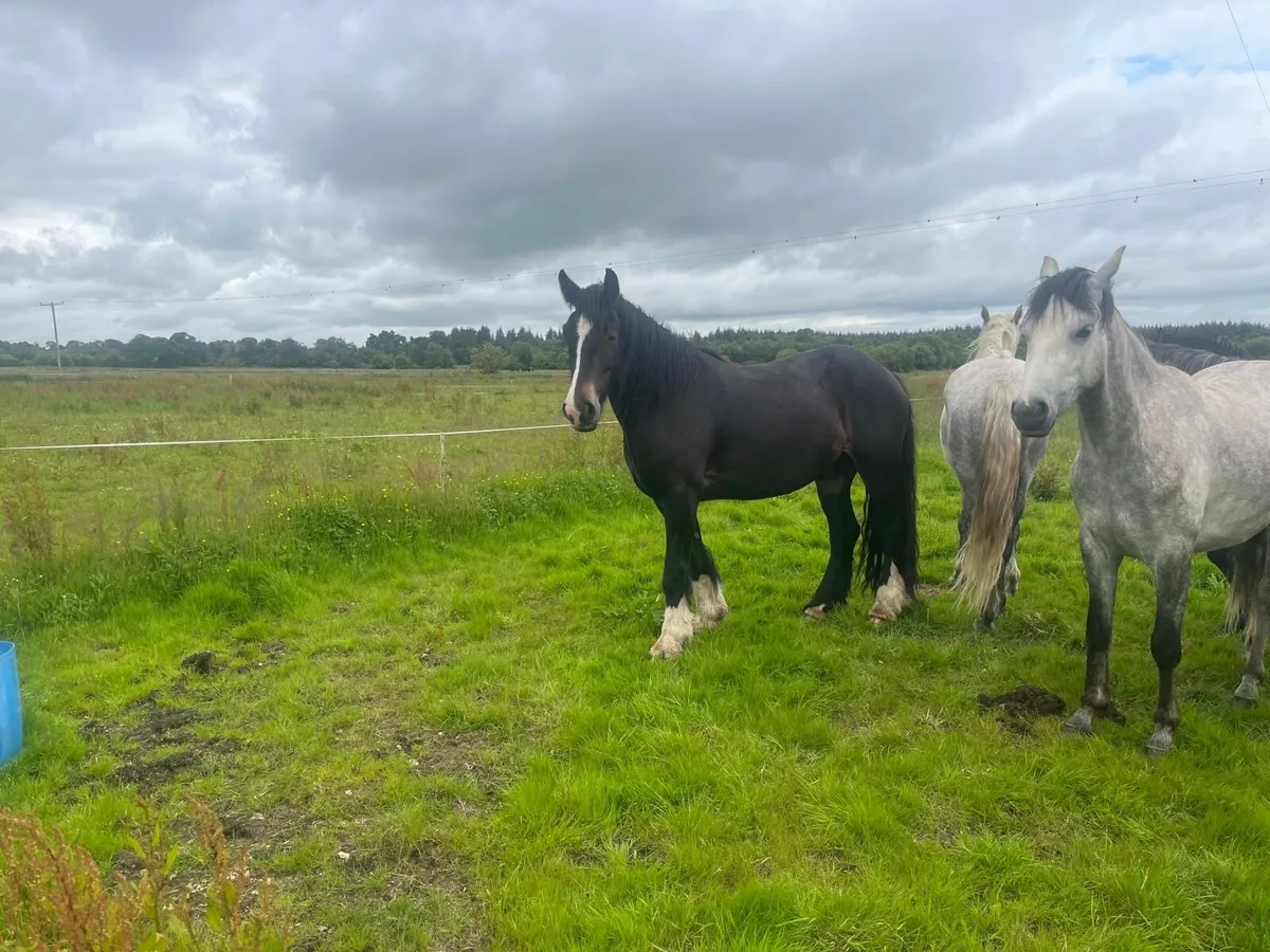 Ponies - Image 2
