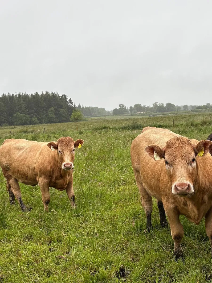2 heifers - Image 1