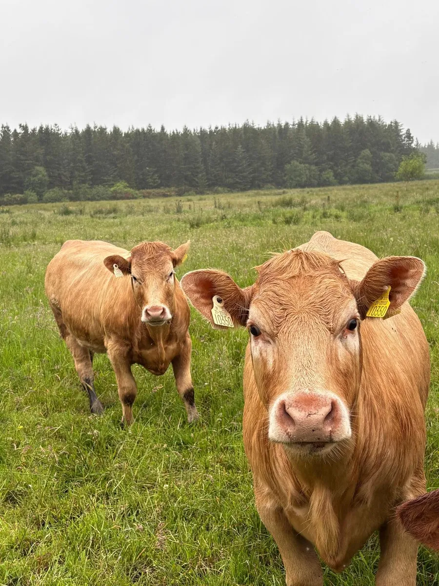 2 heifers - Image 2