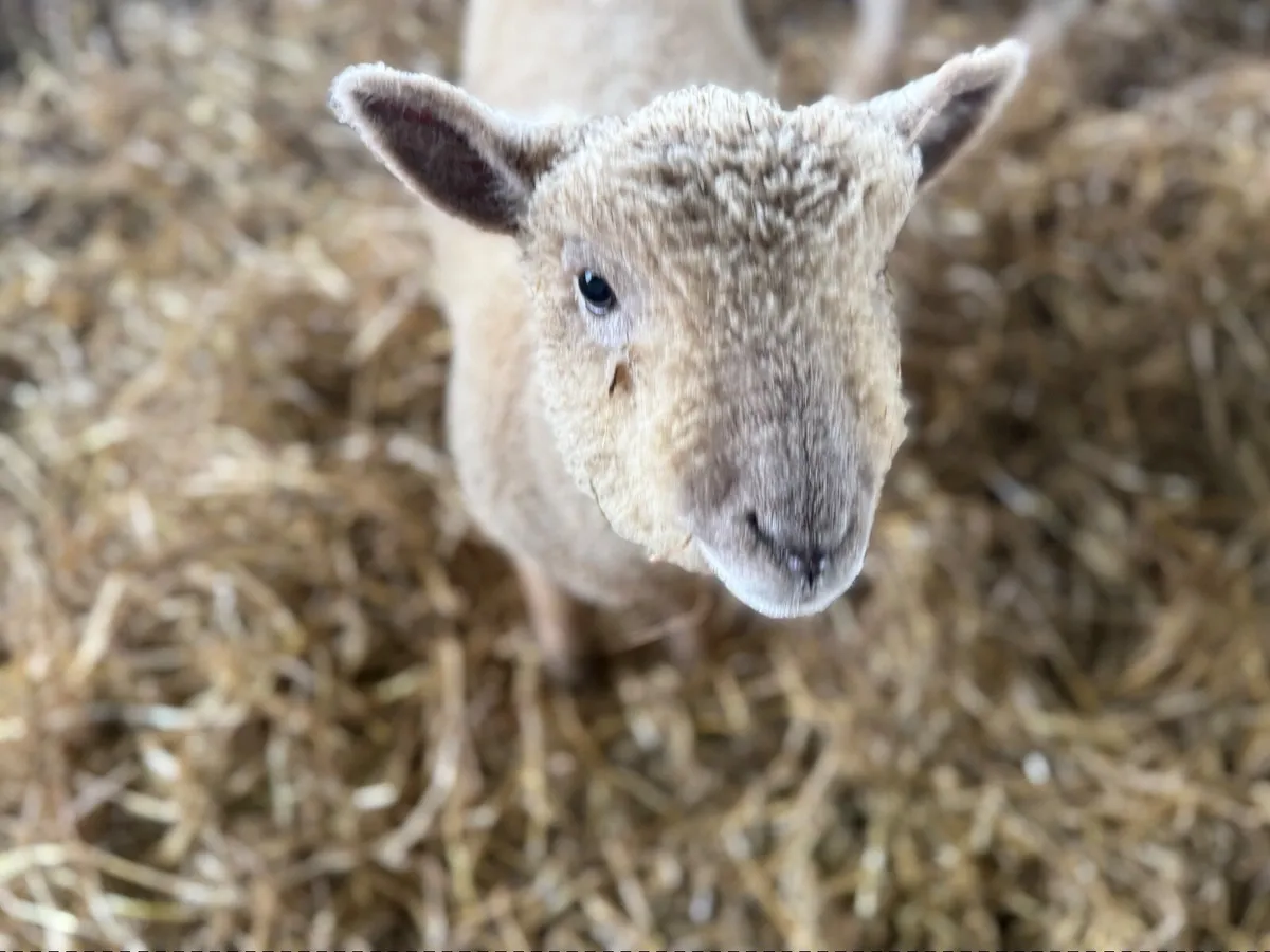 Purebred Southdown lambs - Image 1