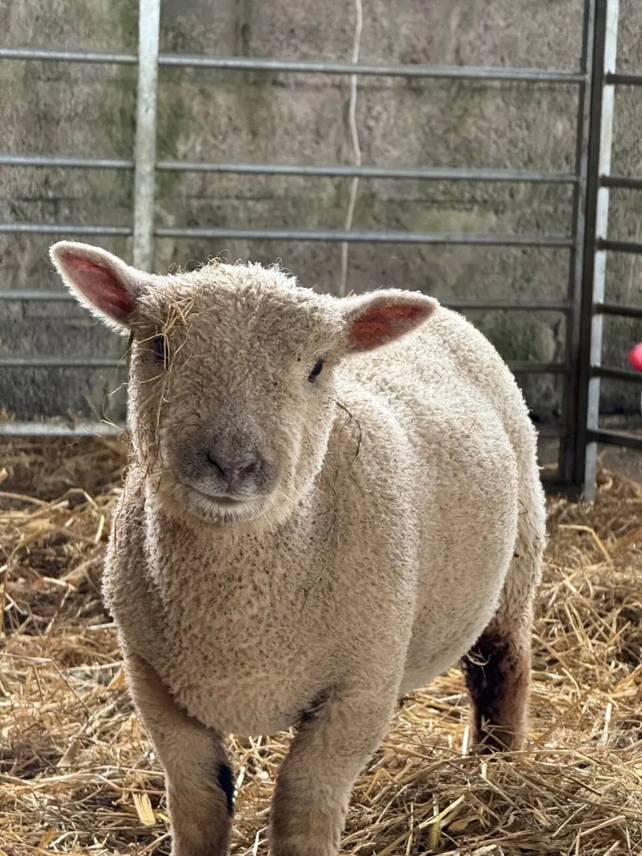 Purebred Southdown lambs - Image 2